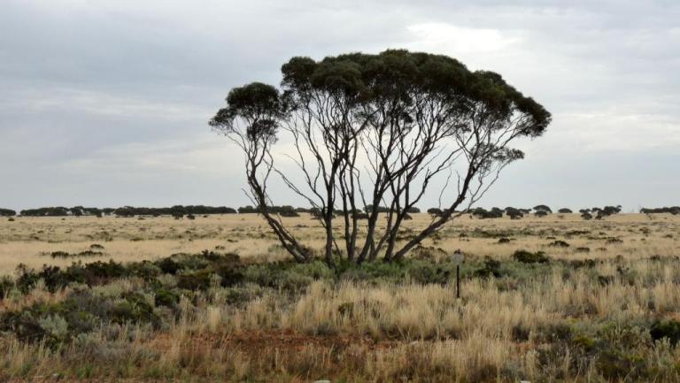 Baum an der Nullarbor